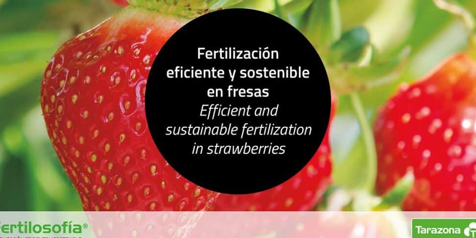 fertilizar fresas guia completa para una abundante cosecha