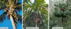 fertilizar palmeras guia completa para nutrir tus arboles tropicales