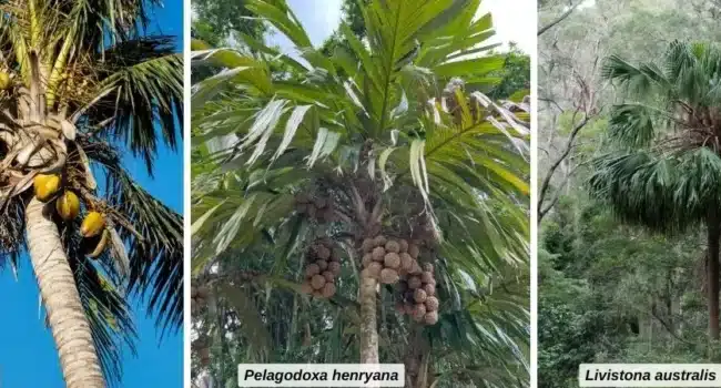 fertilizar palmeras guia completa para nutrir tus arboles tropicales