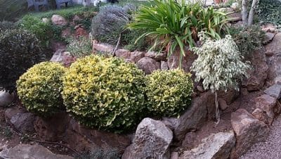 flox de jardin altas como cultivarlas y hacerlas crecer mas