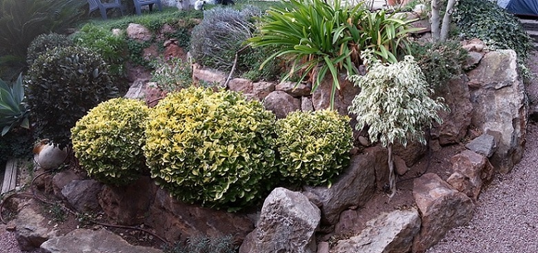 flox de jardin altas como cultivarlas y hacerlas crecer mas