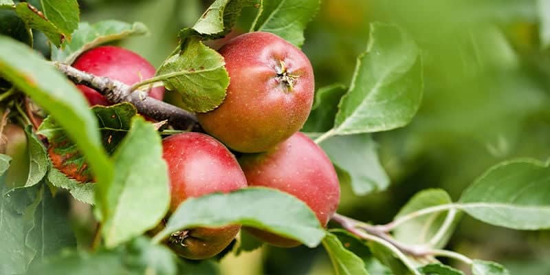 Frutales para la Zona 5: Guía de Cultivo para Climas Fríos