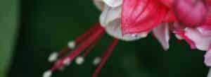 fucsias sin flores como revivir la floracion de tu planta