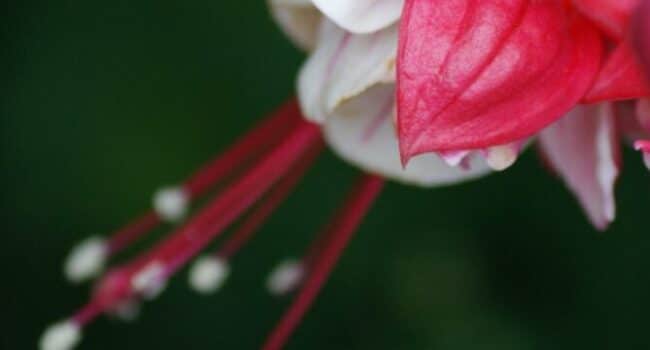 fucsias sin flores como revivir la floracion de tu planta