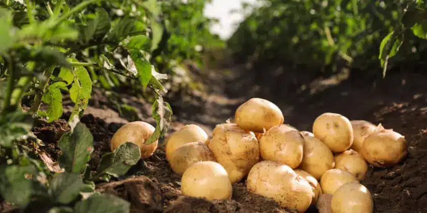 germinar papas como obtener una cosecha mas temprana