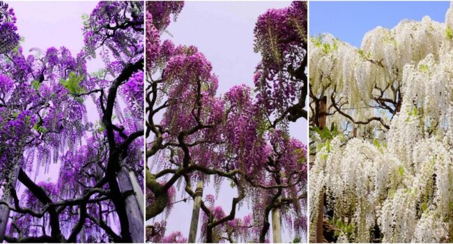 Glicinia china azul: ¿belleza o problema? Pros y contras para tu jardín