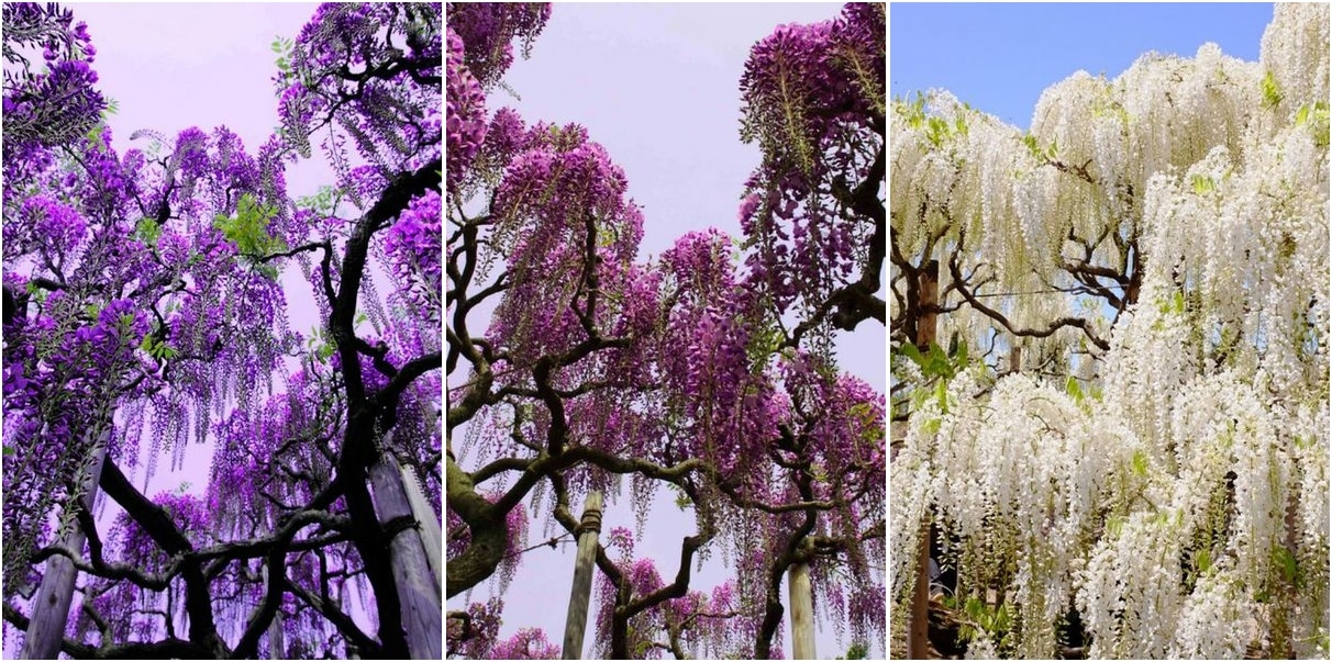 Glicinia china azul: ¿belleza o problema? Pros y contras para tu jardín