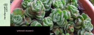 gollum jade guia completa de cultivo y cuidado de la crassula ovata gollum