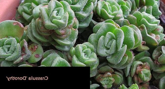 Gollum Jade: Guía Completa de Cultivo y Cuidado de la Crassula ovata 'Gollum'