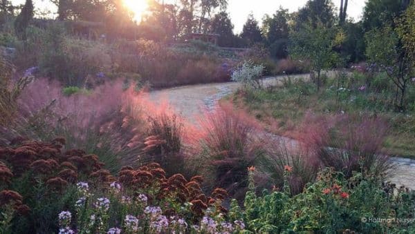 gramineas ornamentales tolerantes a la sequia guia para jardines secos