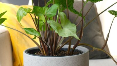 Guía completa: Cómo cuidar la planta de punta de flecha (Syngonium)