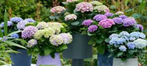 guia completa como cultivar hortensias en macetas y asegurar su florecimiento