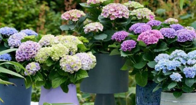 Guía Completa: Cómo Cultivar Hortensias en Macetas y Asegurar su Florecimiento