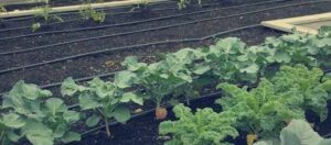 guia completa cultiva guisantes de nieve facilmente en tu jardin