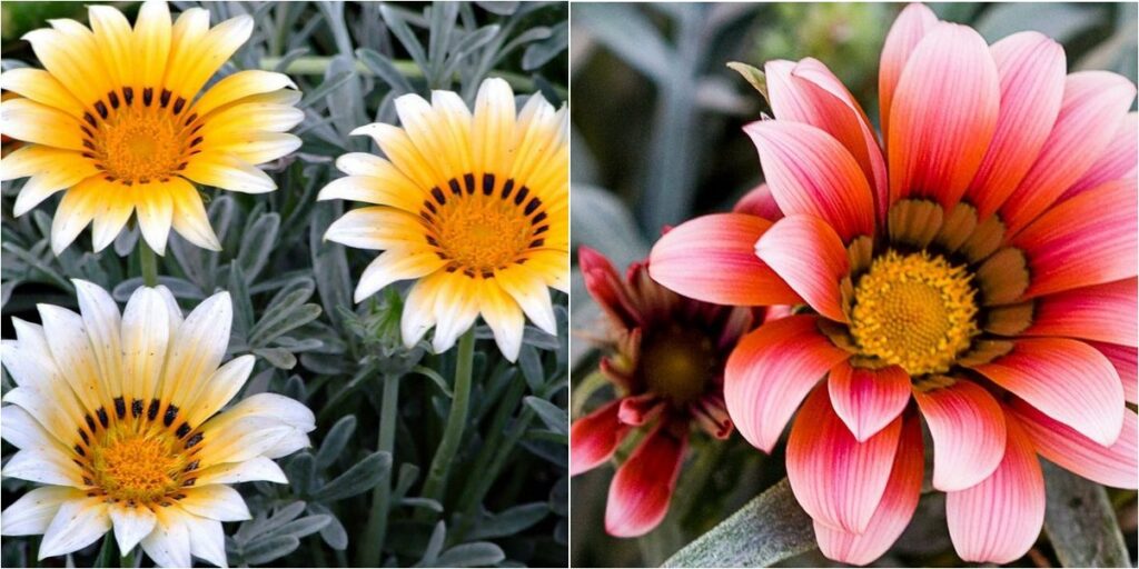 Guía Completa: Cultivando Margaritas Gerbera en Interiores