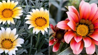 Guía Completa: Cultivando Margaritas Gerbera en Interiores