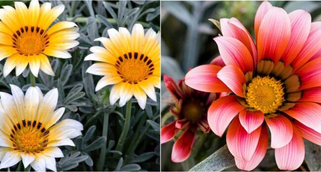 Guía Completa: Cultivando Margaritas Gerbera en Interiores