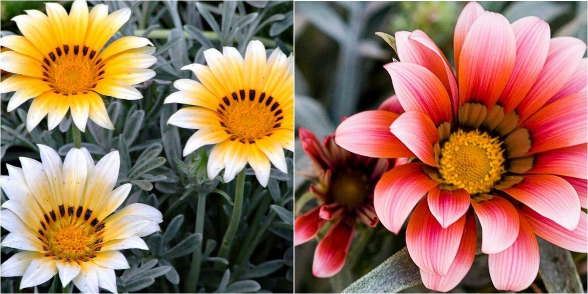 Guía Completa: Cultivando Margaritas Gerbera en Interiores