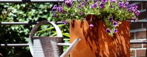 guia completa de cultivo y cuidado de petunias