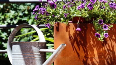 Guía Completa de Cultivo y Cuidado de Petunias