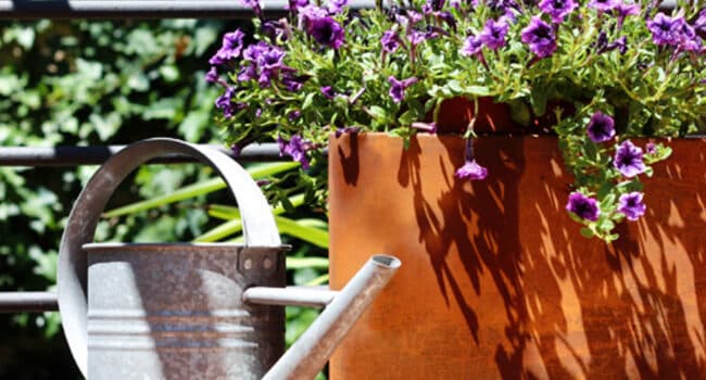 Guía Completa de Cultivo y Cuidado de Petunias