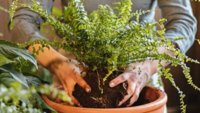 Guía Completa para Cuidar Helechos en Tu Jardín