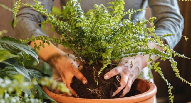 Guía Completa para Cuidar Helechos en Tu Jardín