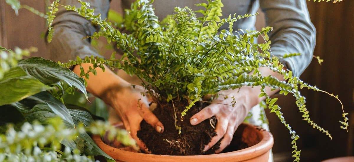 Guía Completa para Cuidar Helechos en Tu Jardín