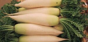 guia completa para cultivar daikon siembra cuidado y cosecha