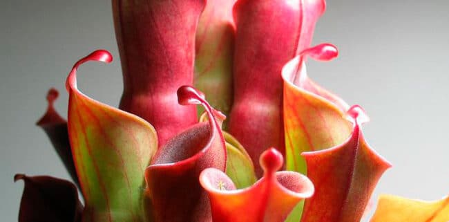 guia completa para cultivar plantas carnivoras en casa