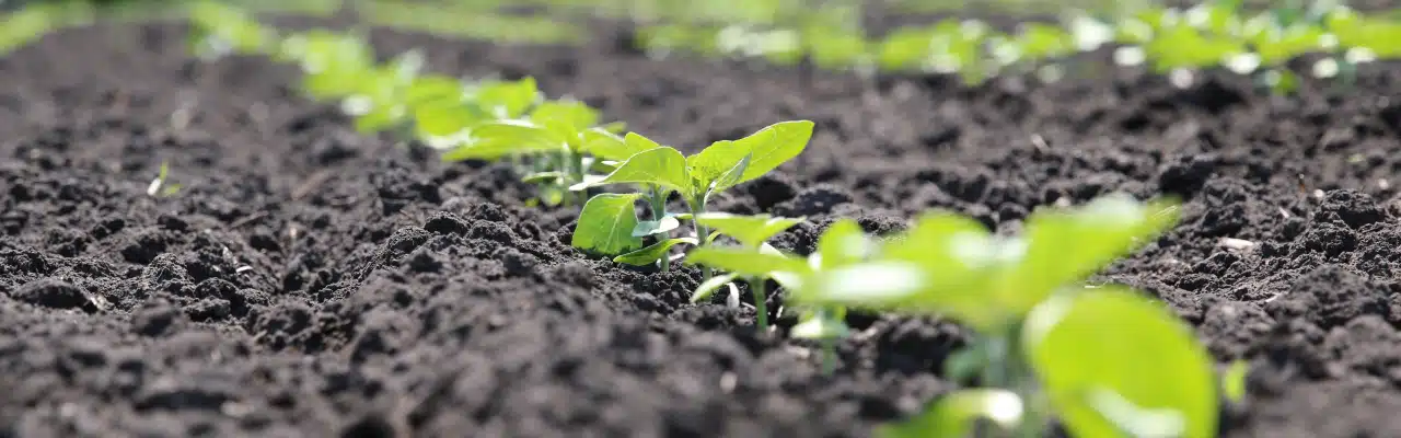 Guía Completa para el Cuidado de la Planta de las Cuatro en Punto: Cultivo, Riego y Más