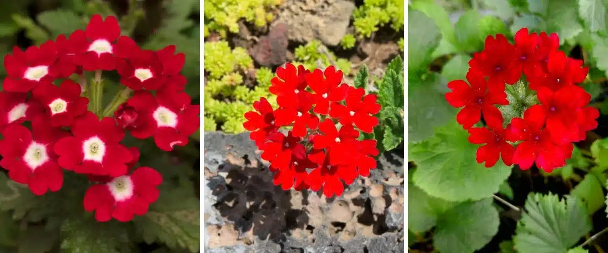 Guía Completa para el Cultivo de Verbena: Consejos para Flores Abundantes