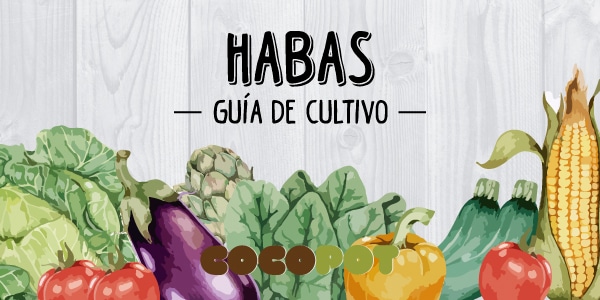 guia completa tipos de habas para cultivar en tu jardin