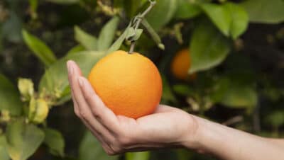 Guía Definitiva: Cómo Cuidar Tu Árbol de Naranja