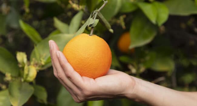 Guía Definitiva: Cómo Cuidar Tu Árbol de Naranja