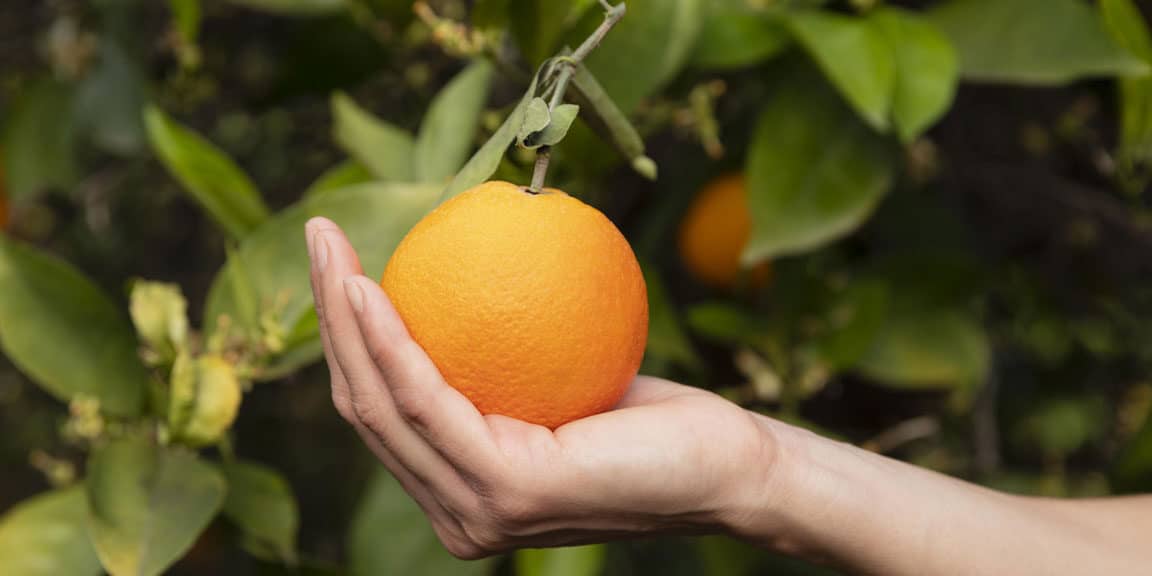 Guía Definitiva: Cómo Cuidar Tu Árbol de Naranja