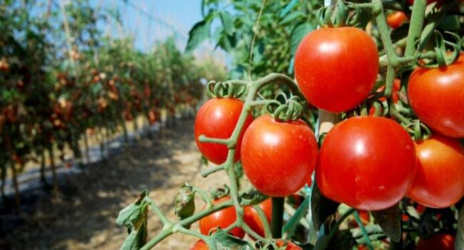 guia definitiva como recolectar semillas de tomate para la proxima cosecha