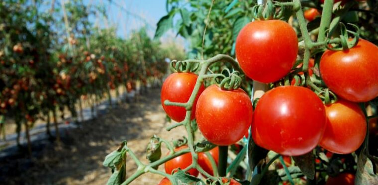 guia definitiva como recolectar semillas de tomate para la proxima cosecha