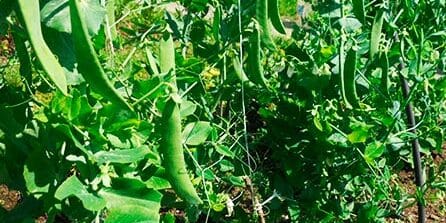 guisantes listos para cosechar cuando y como obtener la mejor cosecha