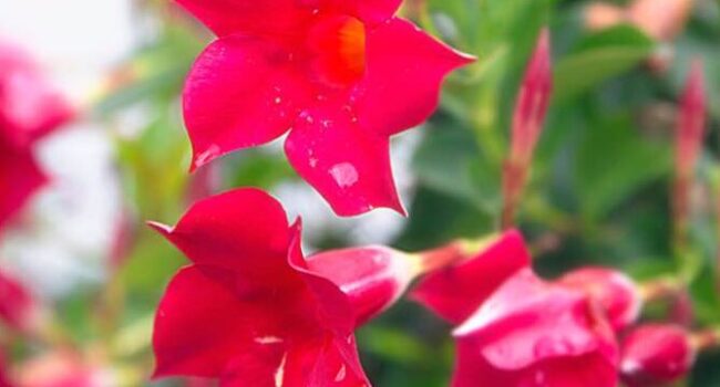 hibisco perenne como controlar su altura y mantenerlo floreciente