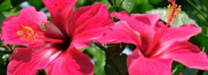 hibiscus de donde proviene esta flor tropical