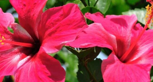 hibiscus de donde proviene esta flor tropical