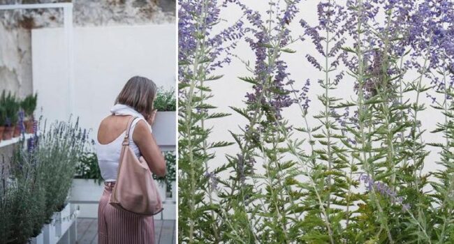 hierba de abeja guia definitiva para plantar y cuidar monarda