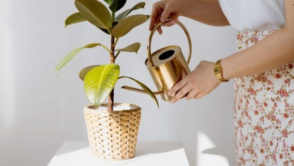 hojas marrones guia para detectar y curar tus plantas