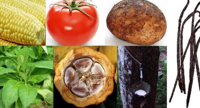hortalizas originarias de america un viaje por la cocina precolombina