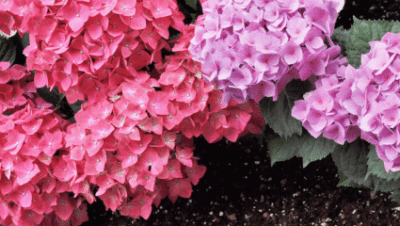 Hortensias en Interiores: Cómo Cultivarlas con Éxito