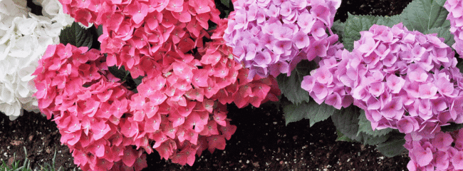 Hortensias en Interiores: Cómo Cultivarlas con Éxito