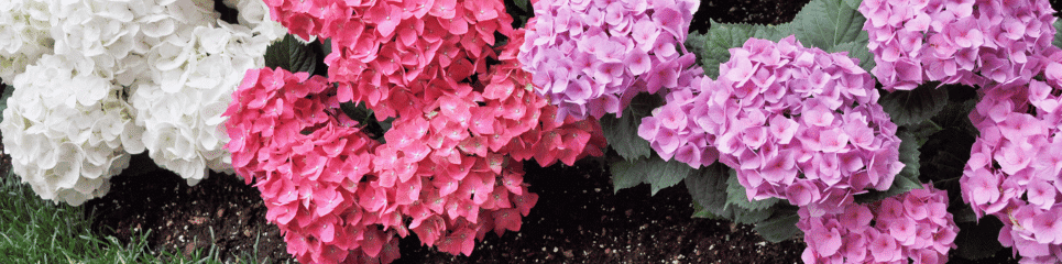 Hortensias en Interiores: Cómo Cultivarlas con Éxito