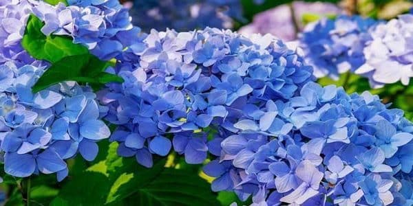 hortensias en la zona 6 guia completa para cultivo y cuidados