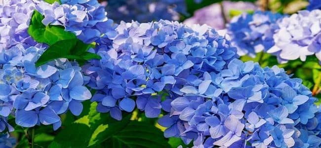 hortensias en la zona 6 guia completa para cultivo y cuidados